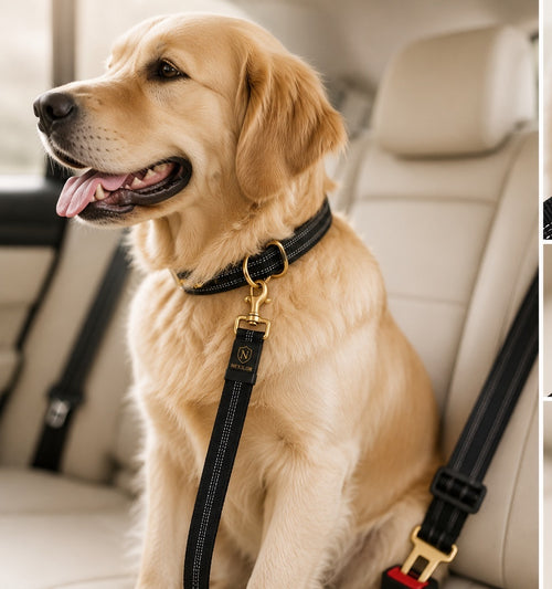 Ceinture de Sécurité Premium Nexilor™